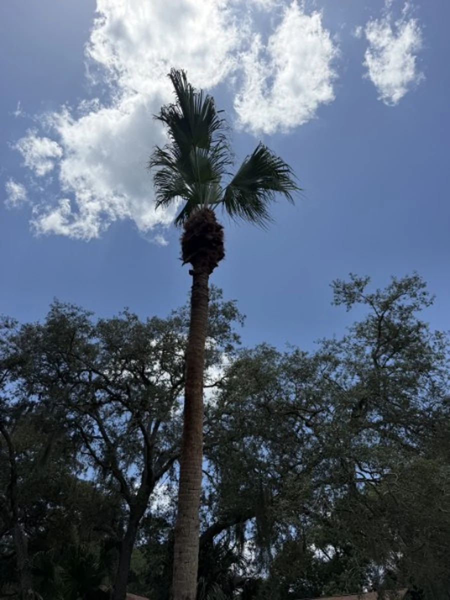 Tree Removal and Storm Cleanup - Roeling Green Lawns