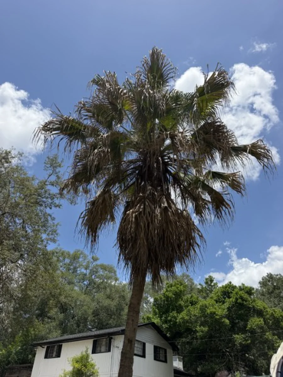 Washingtonia Palm Trimming and Skinning in Port Orange