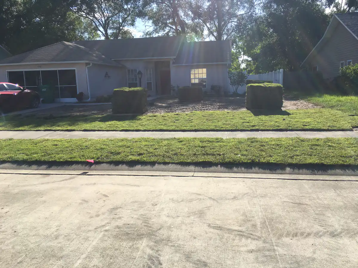 Fresh sod laid across the DeLand front yard right up to the public sidewalk
