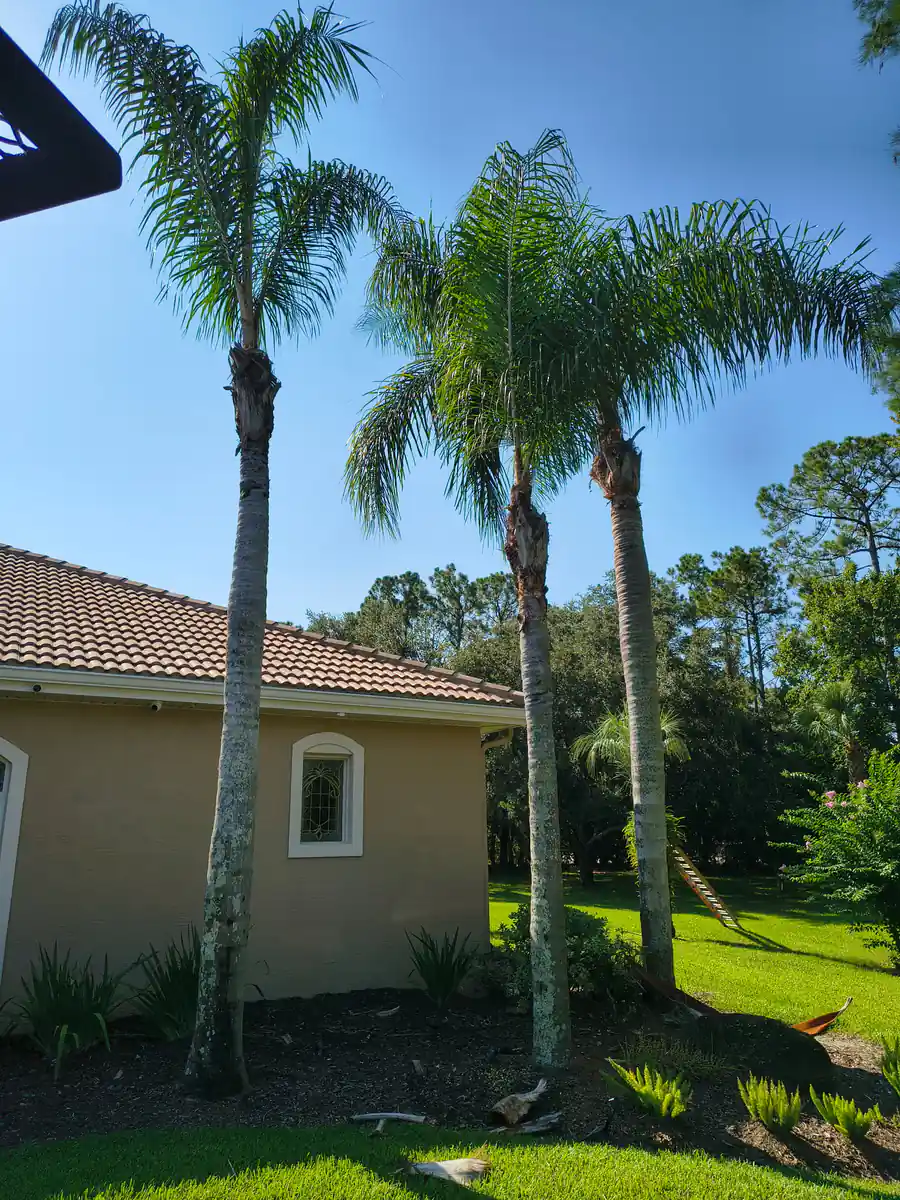 Three trimmed feather palms standing over the tile roof and side lawn of a DeLand home
