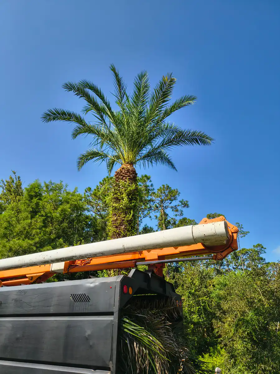 Bucket truck boom raised beneath a heavy crowned date palm at the DeLand property
