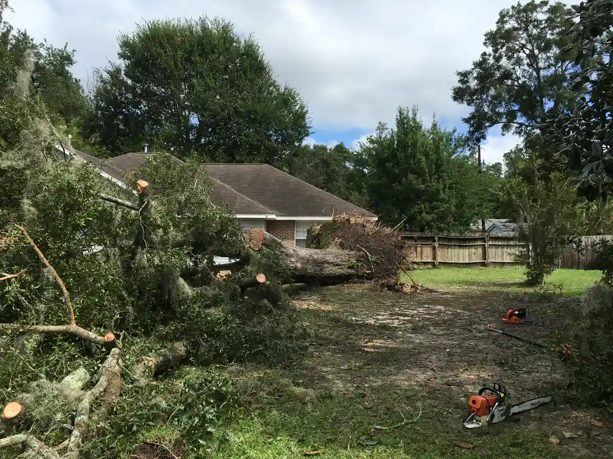 Sectioned trunk and moss covered limbs spread across the back yard of the DeLand property during cleanup