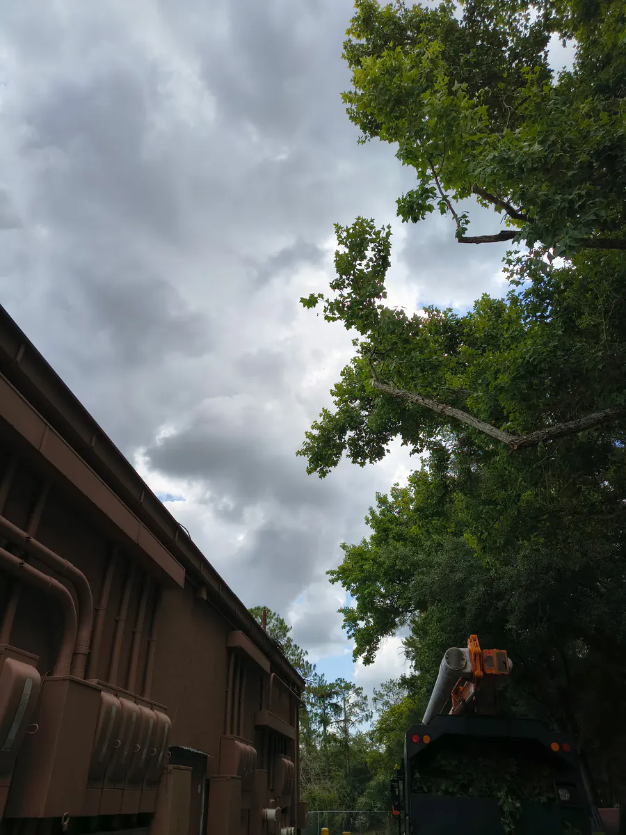 Looking up at the trimmed canopy with open clearance restored above the parking spaces