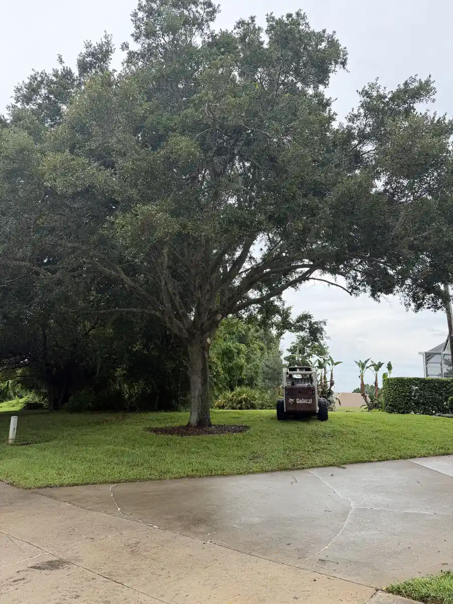 The DeBary live oak after its canopy was raised, with a Bobcat skid steer parked behind it for brush removal