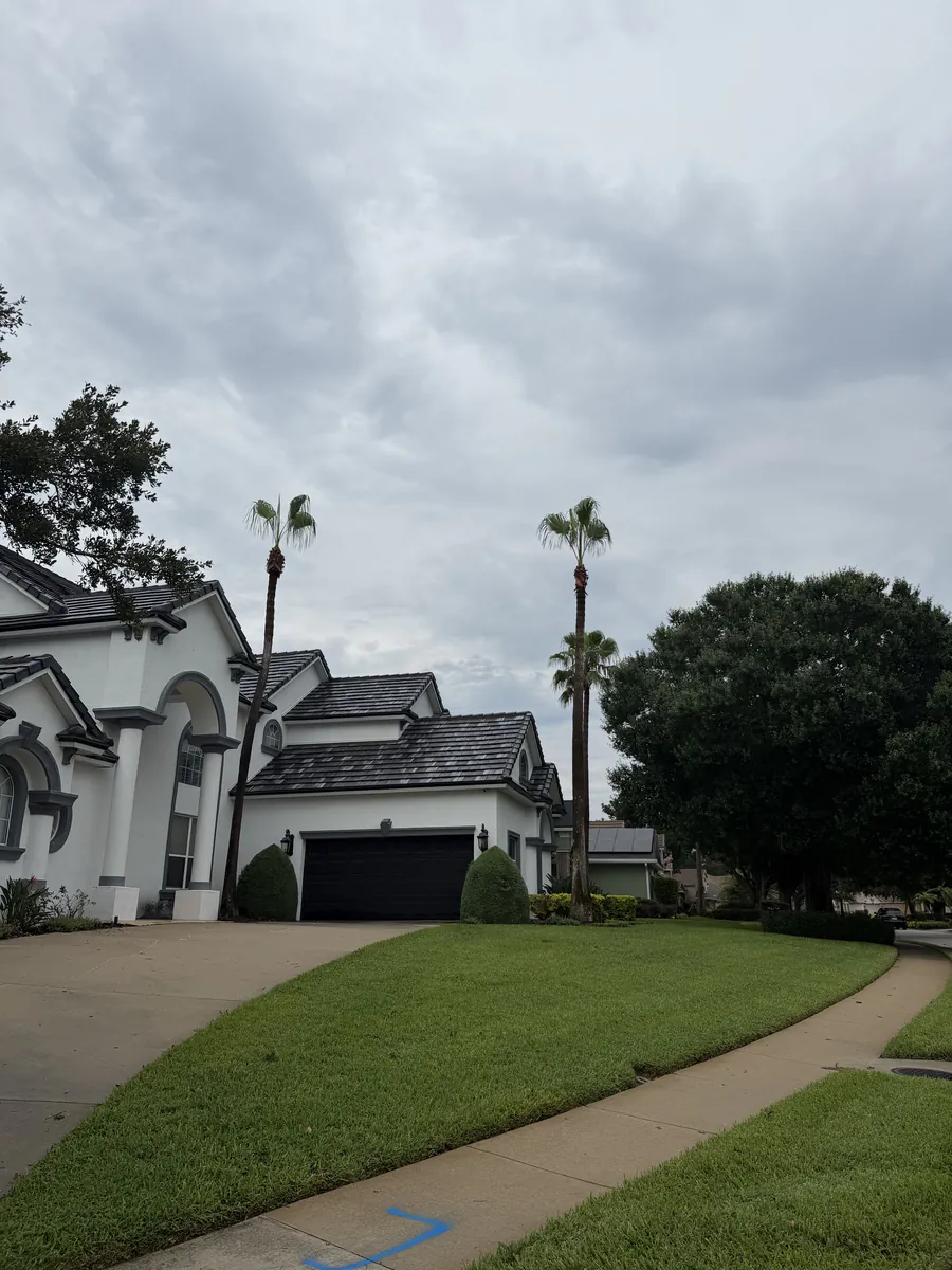Two tall Mexican fan palms at the front of a DeBary home after trimming, with the driveway and walk cleared of fronds