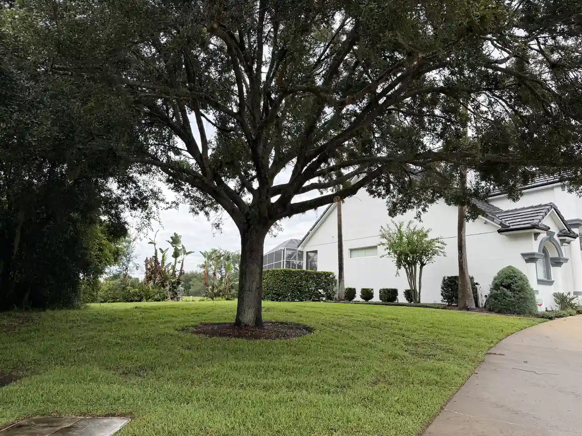 Large live oak with low sweeping limbs shading the side lawn of a DeBary home before trimming
