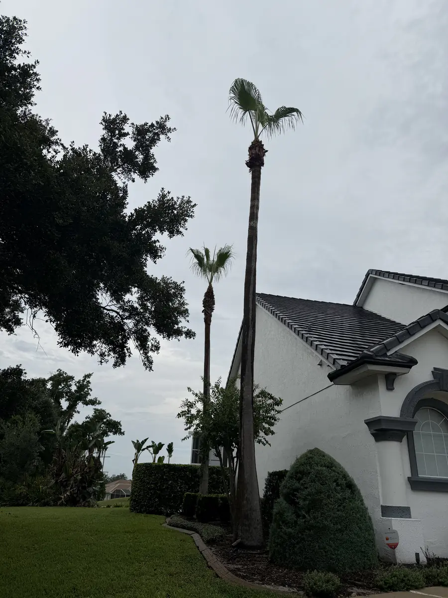A very tall Washingtonia palm trimmed clean beside the tile roof and gable end of the DeBary home