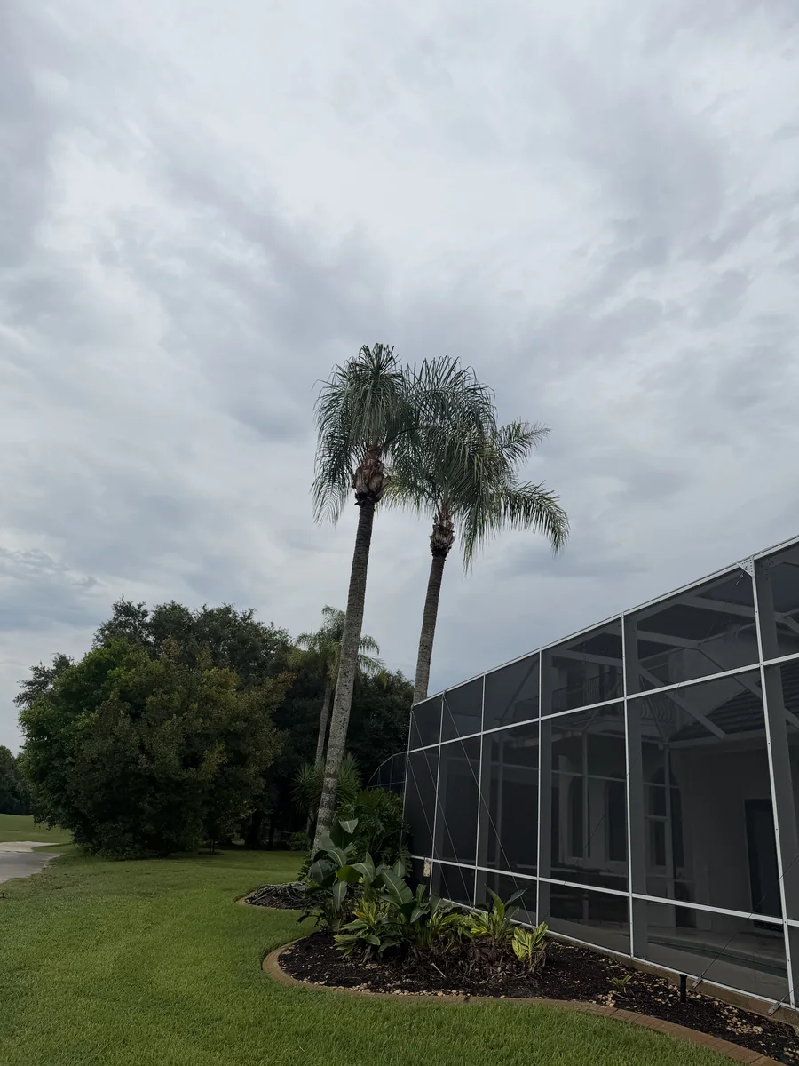 Two queen palms trimmed beside the screened pool enclosure at the back of the DeBary property