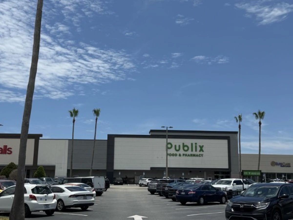 Trimmed row of parking lot palms at a Melbourne Publix with the store visible behind them