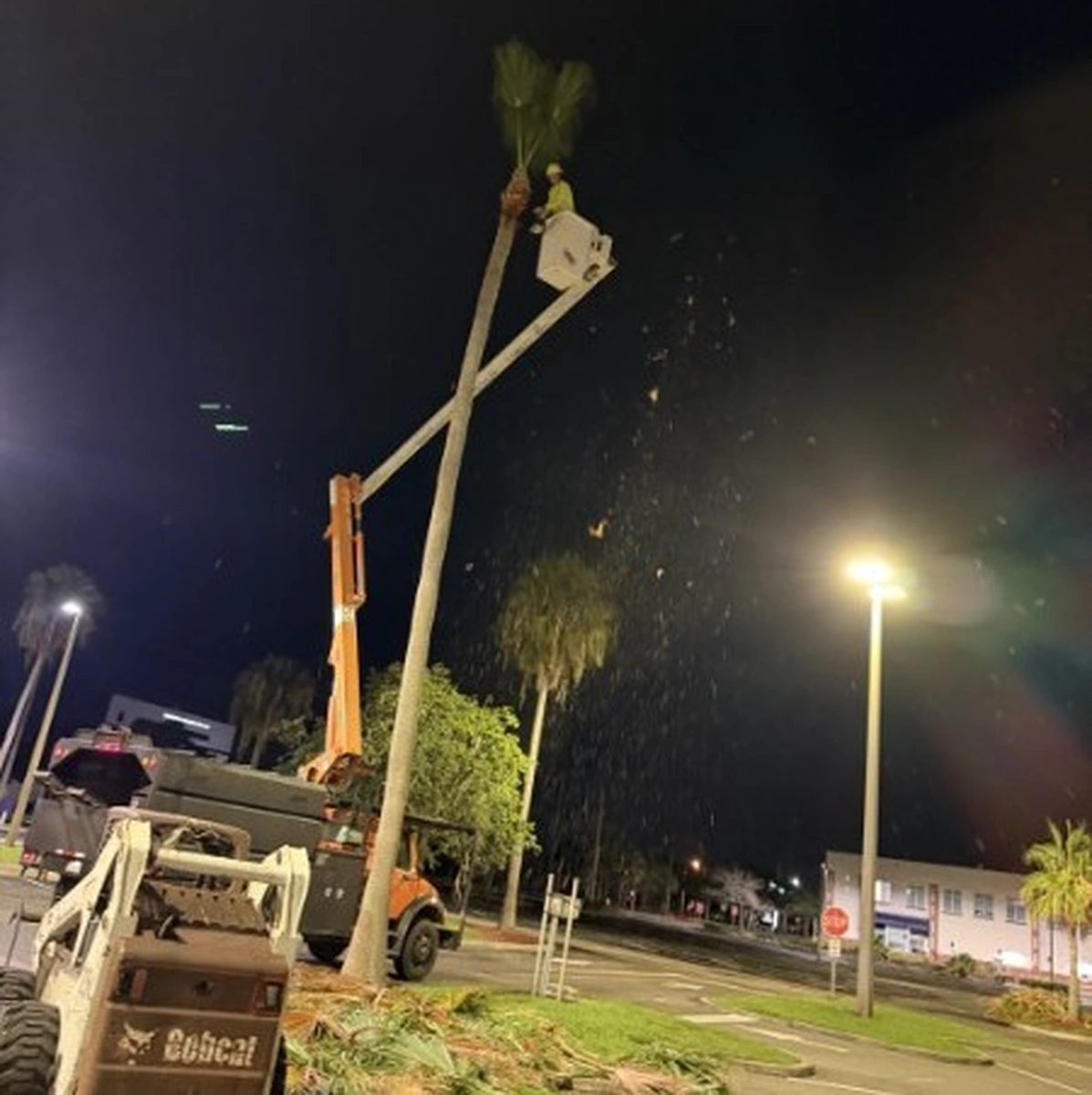 Palm frond dropping to the ground under work lights during an overnight trimming job
