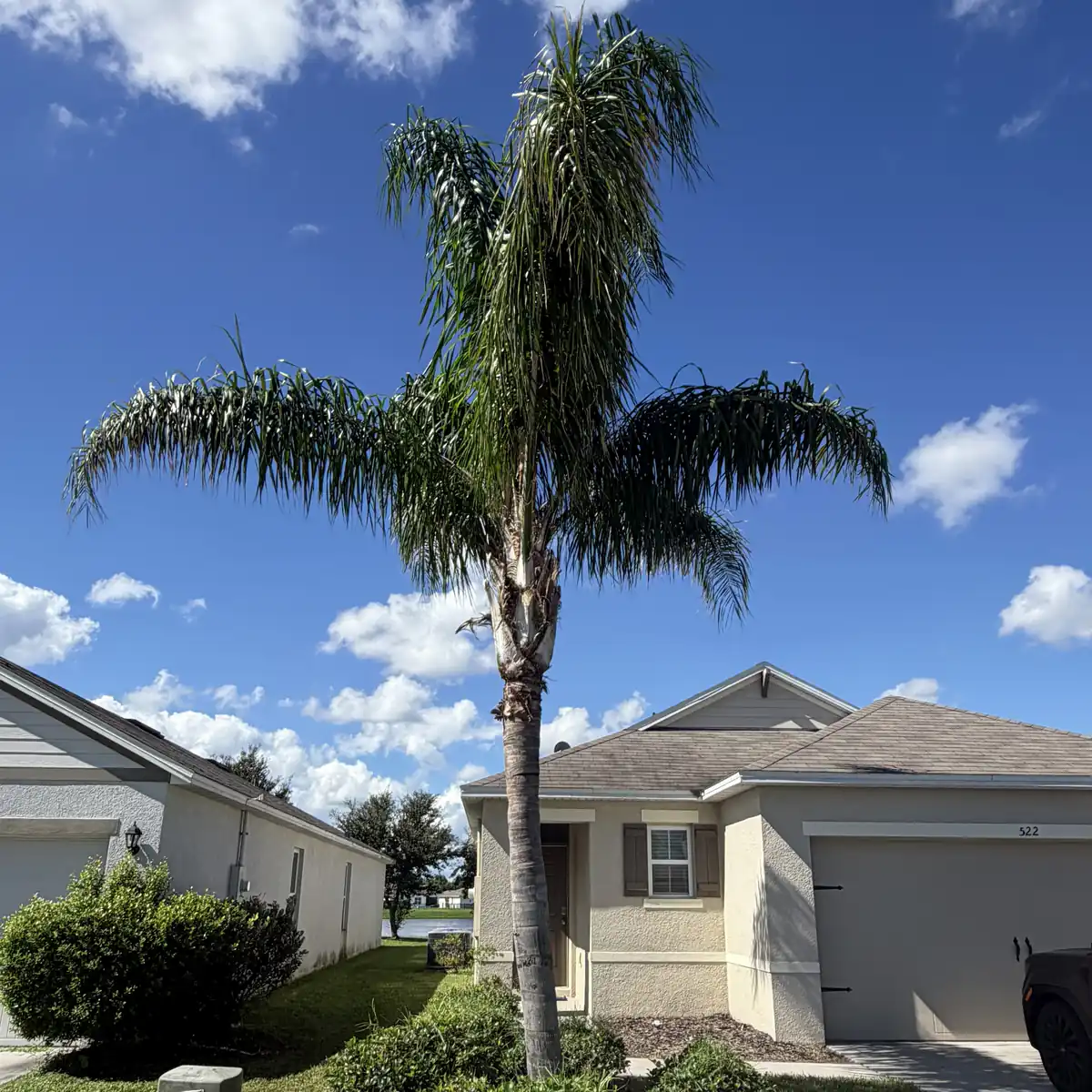Trimmed queen palm with a clean gray trunk and a full green crown in front of a single story New Smyrna Beach home