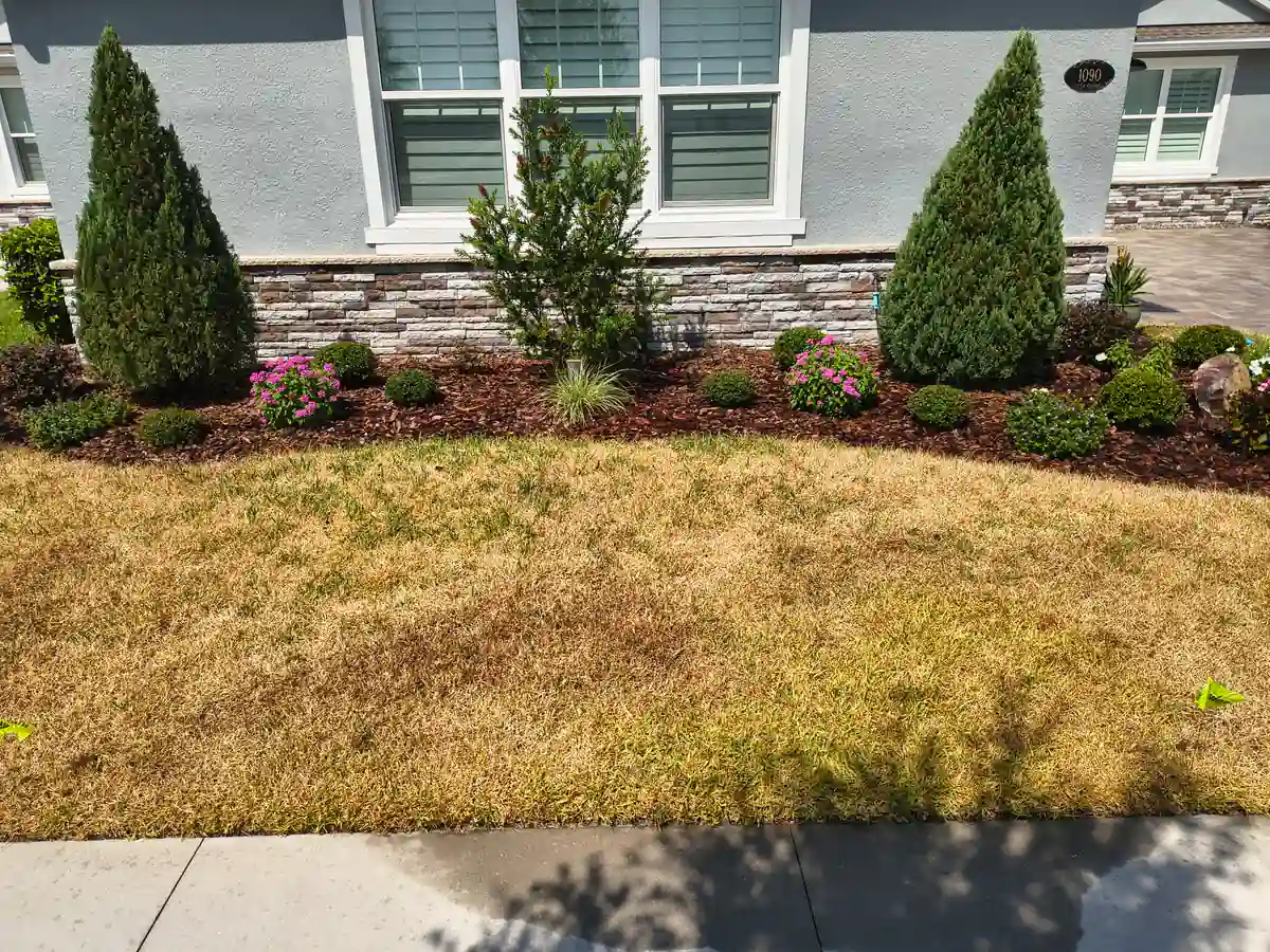 Before: dead brown lawn in front of the planting bed and stone skirted front wall of the Victoria Park home