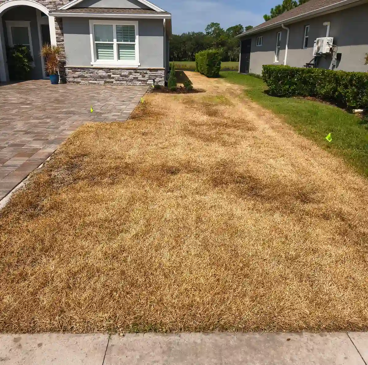 Before: the old St. Augustine lawn dead and straw brown from the sidewalk to the house in Victoria Park