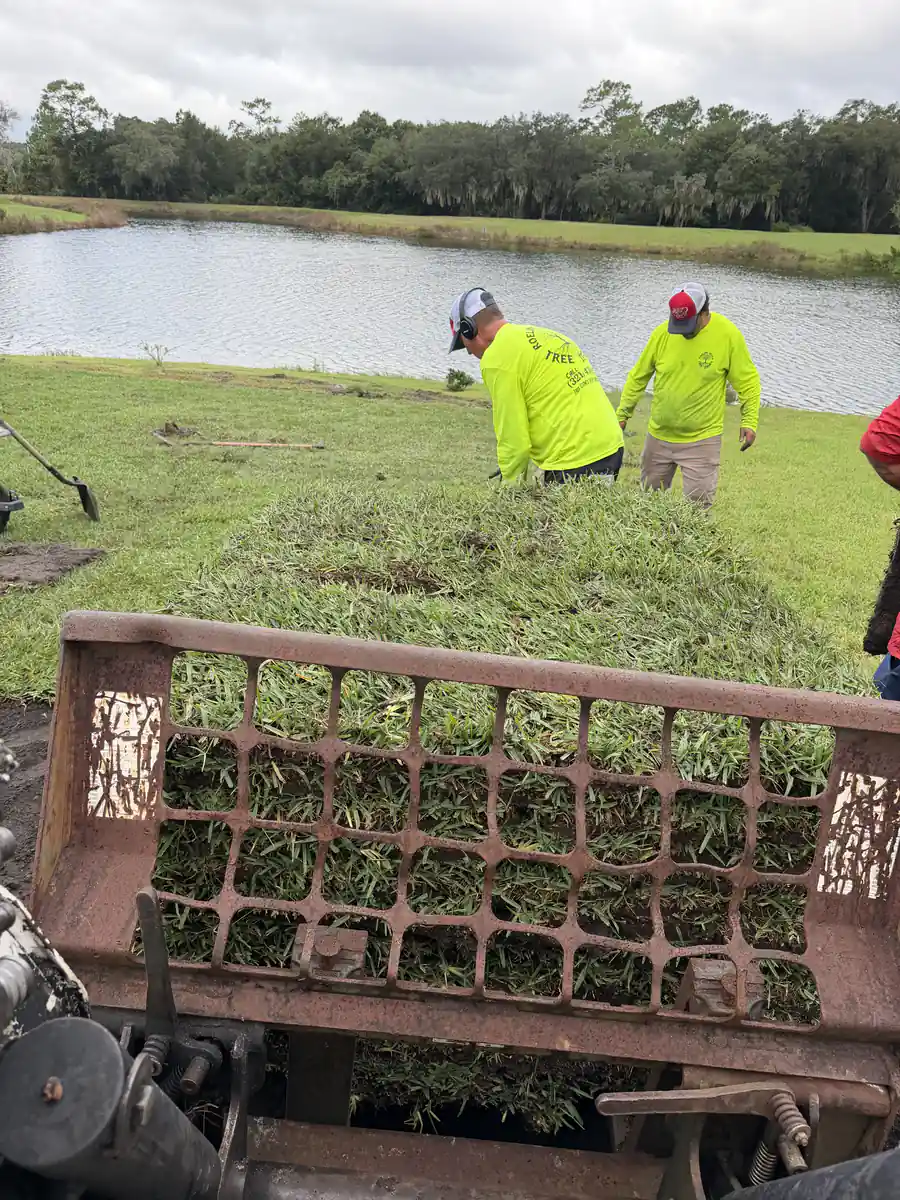 During: two crew members laying Citra Blue sod from a loaded track loader bucket in the backyard beside the pond