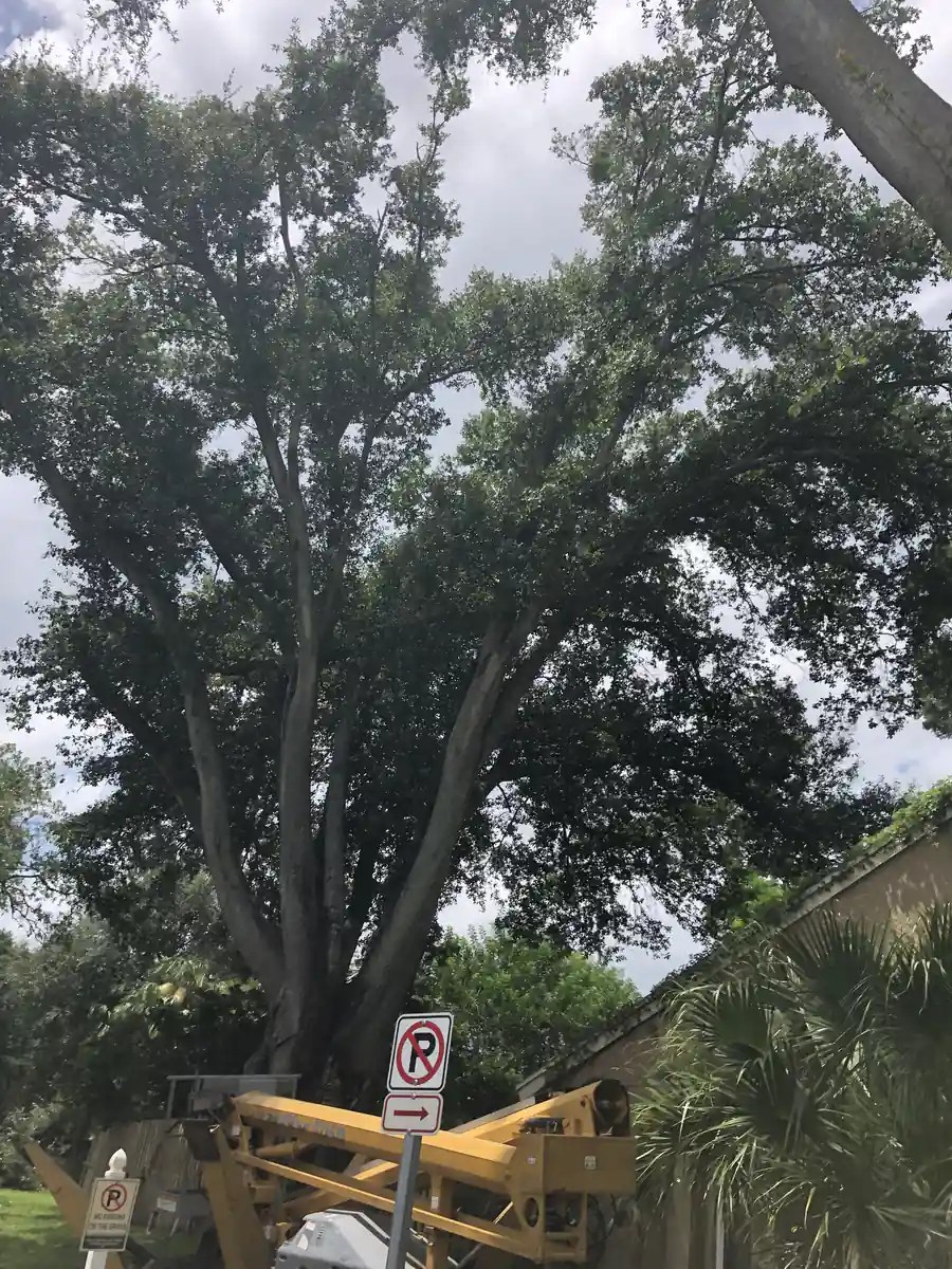 Very large spreading tree standing over the parking bays and rooflines of a Windermere community before removal