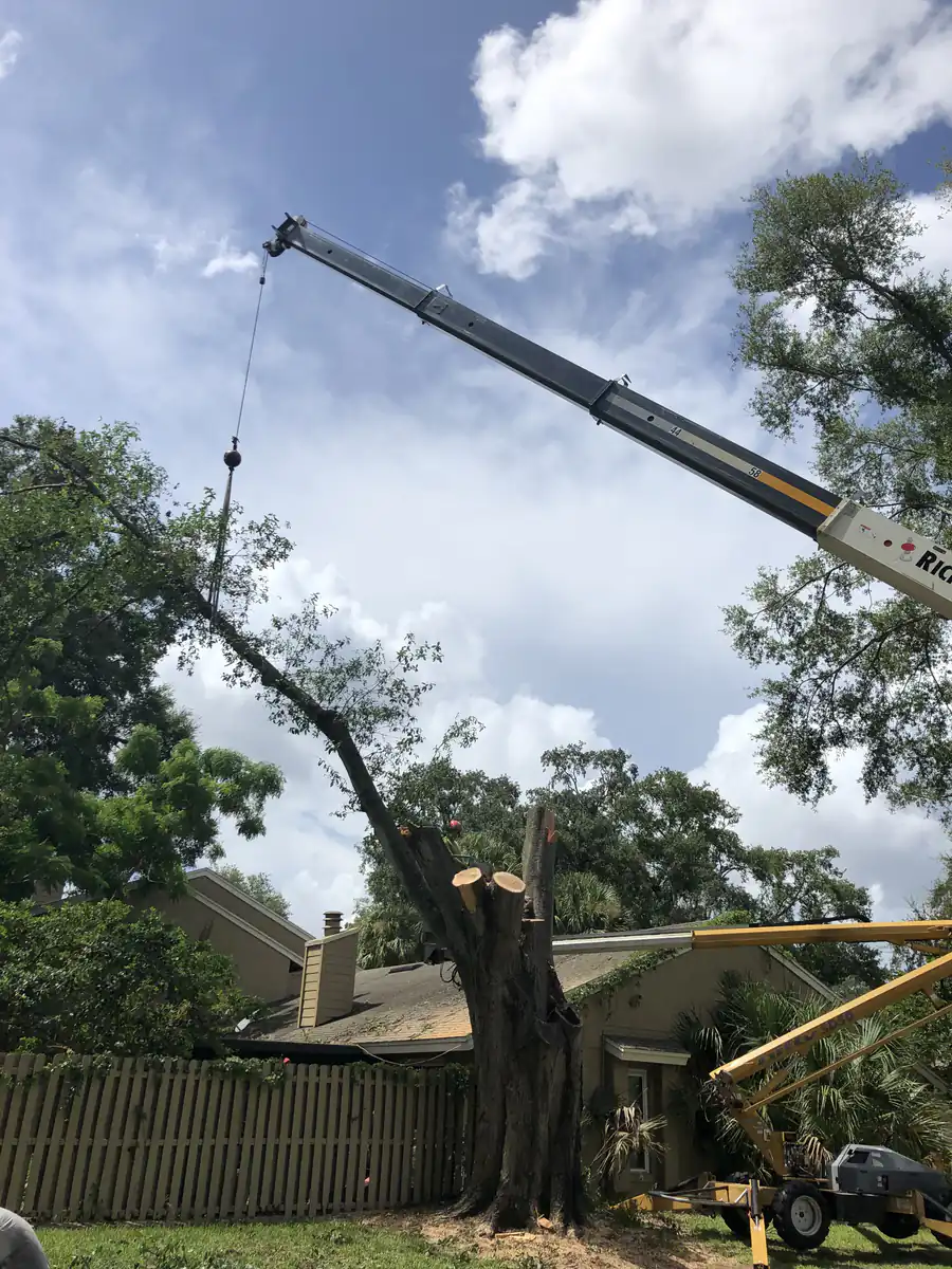 Crane holding a long cut limb suspended above the roof at the Windermere community